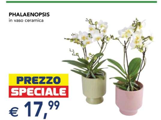 Phalaenopsis