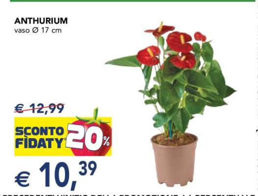 ANTHURIUM