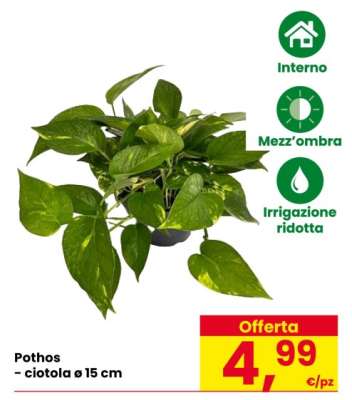 POTHOS