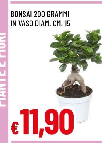 Bonsai 200 grammi