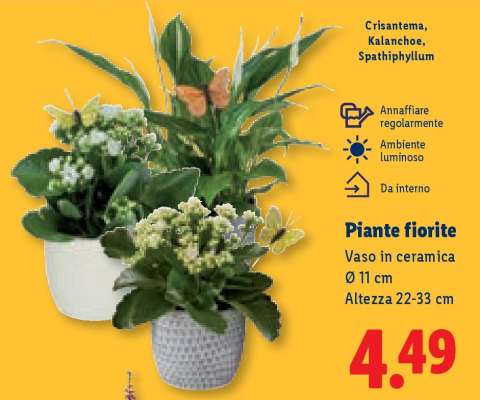Piante fiorite