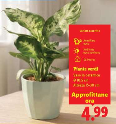 Piante verdi