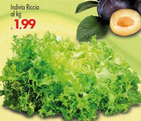 Indivia Riccia al kg
