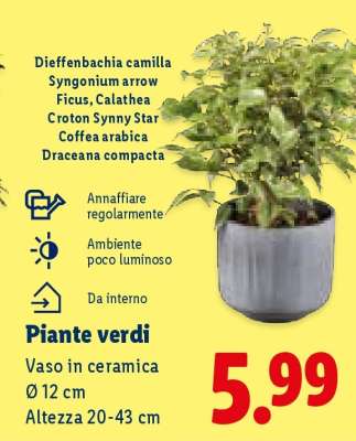 Piante verdi