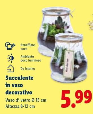 Succulente in vaso decorativo
