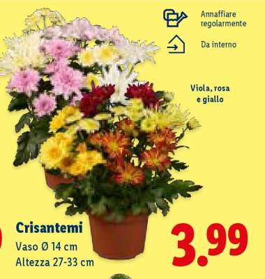 Crisantemi