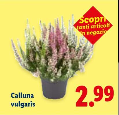 Calluna vulgaris