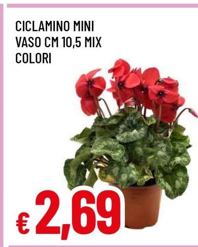 CICLAMINO MINI