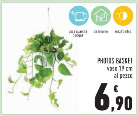 PHOTOS BASKET