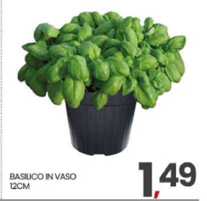 BASILICO IN VASO