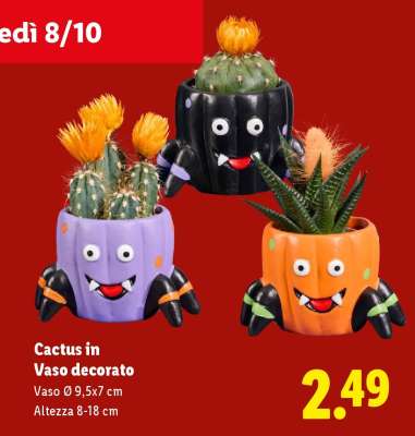 Cactus in Vaso decorato
