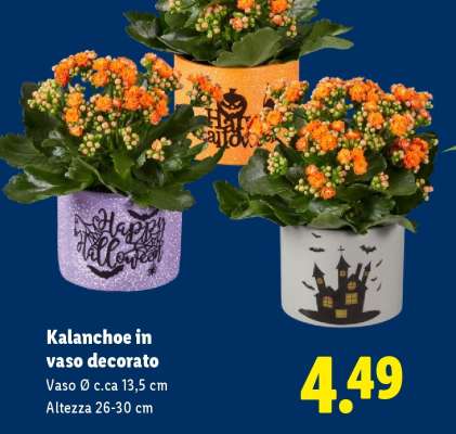 Kalanchoe in vaso decorato