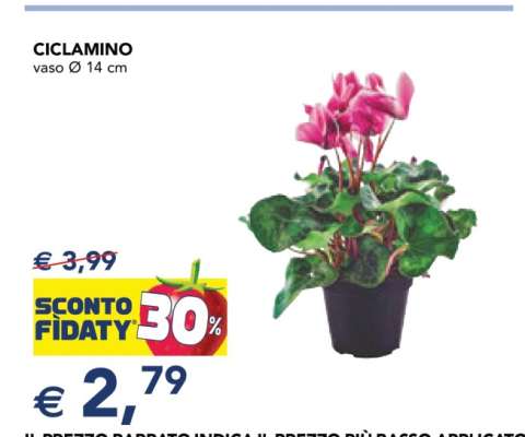 CICLAMINO