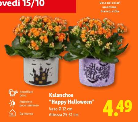 Kalanchoe 'Happy Halloween'