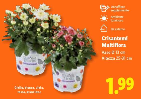 Crisantemi Multiflora