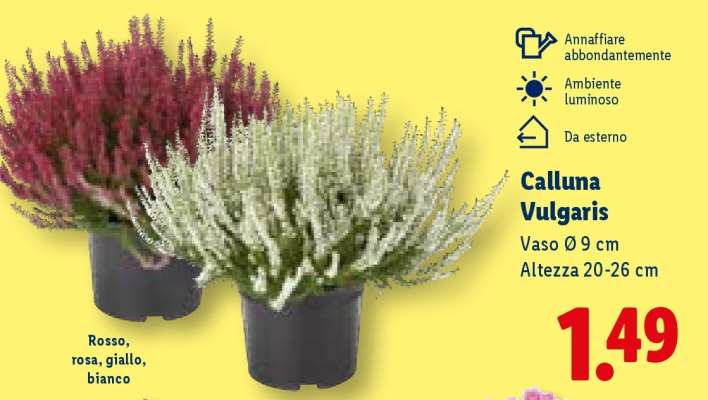 Calluna vulgaris