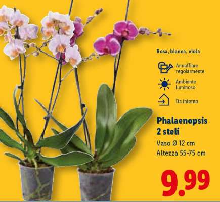 Phalaenopsis 2 steli