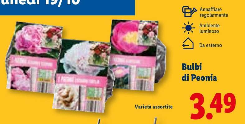Bulbi di Peonia