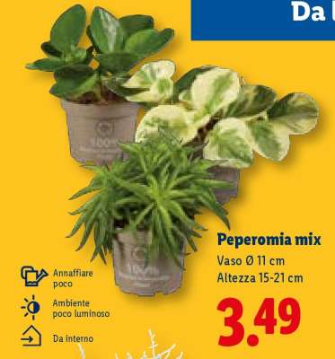 Peperomia mix