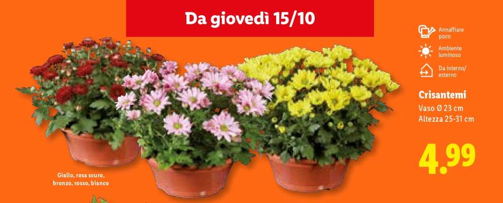 Crisantemi