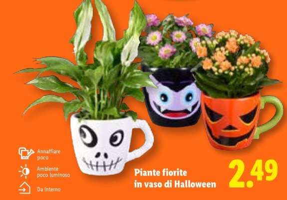 Piante fiorite in vaso di Halloween