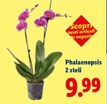 Phalaenopsis 2 steli