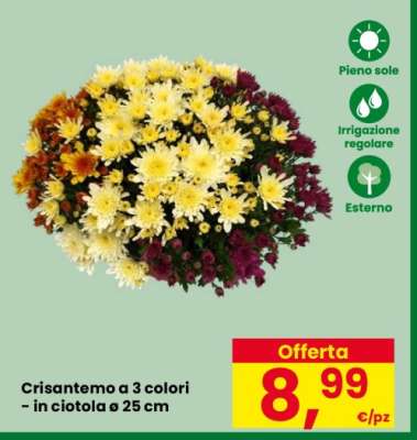 Crisantemo a 3 colori