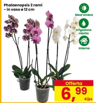 Phalaenopsis 2 Rami