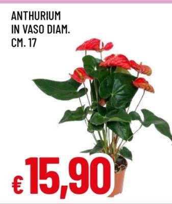 ANTHURIUM IN VASO DIAM. CM. 17