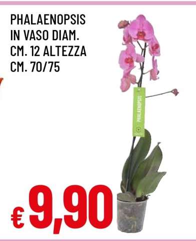 Phalaenopsis