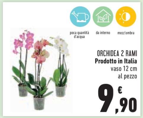 Orchidea 2 Rami