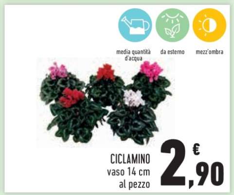 CICLAMINO
