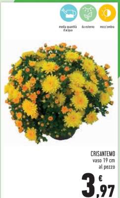 CRISANTEMO