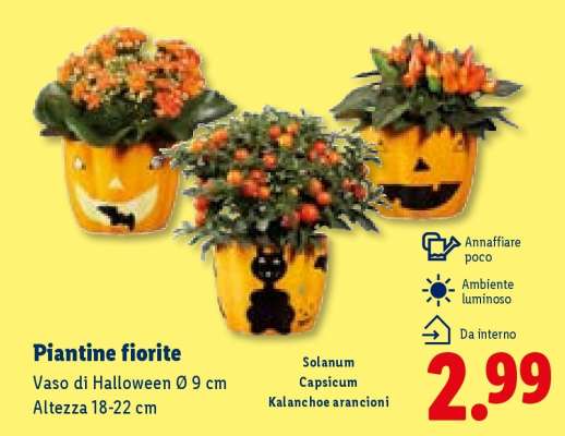 Piantine fiorite