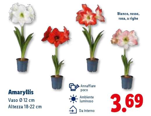 Amaryllis