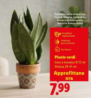 Piante verdi