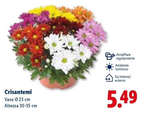 Crisantemi