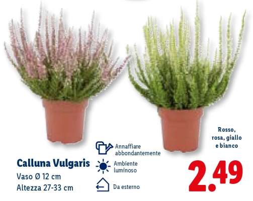 Calluna vulgaris
