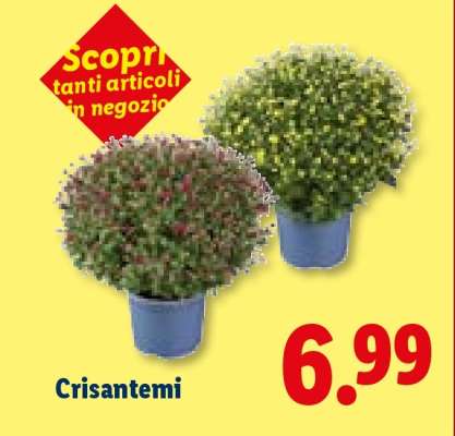 Crisantemi