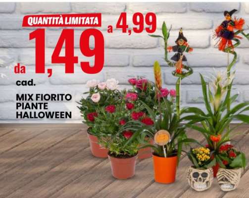 Mix Fiorito Piante Halloween