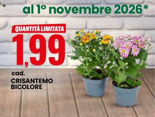Crisantemo Bicolore