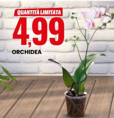Orchidea