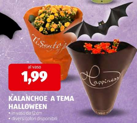 KALANCHOE A TEMA HALLOWEEN