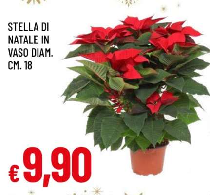 STELLA DI NATALE