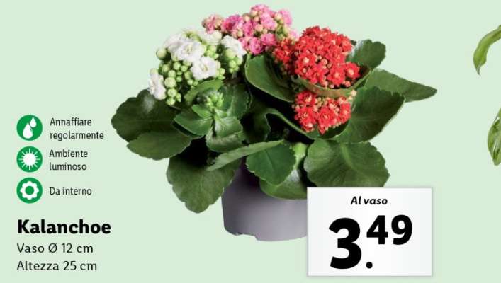 Kalanchoe