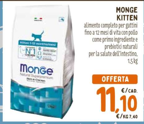 MONGE KITTEN