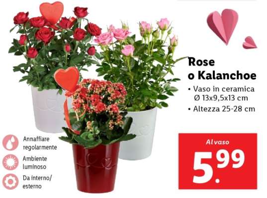 Rose o Kalanchoe