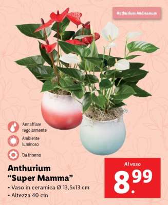 Anthurium 'Super Mamma'