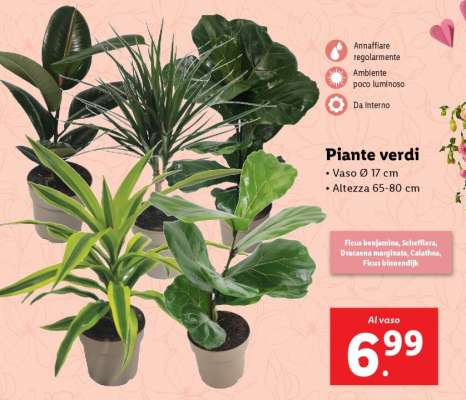Piante verdi