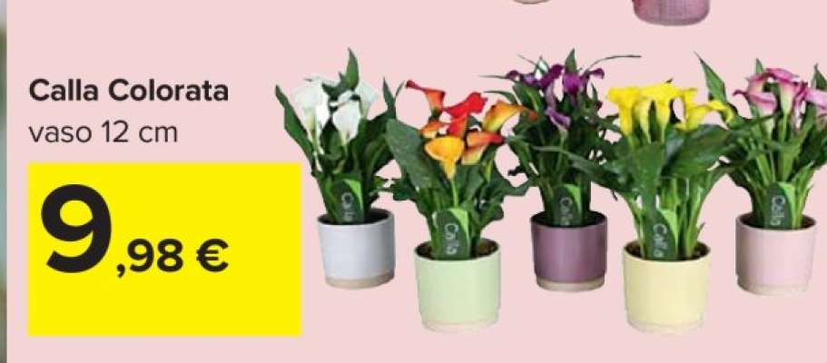 CALLA COLORATA